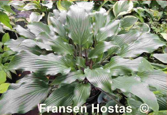 Hosta Bellevue